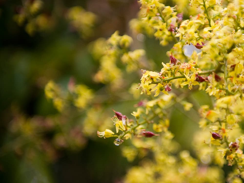 Close-up of small yellow flowers