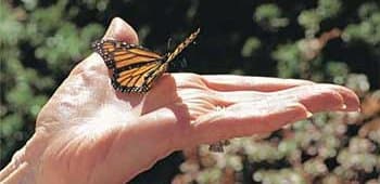 A butterfly resting on an open hand for a butterfly release
