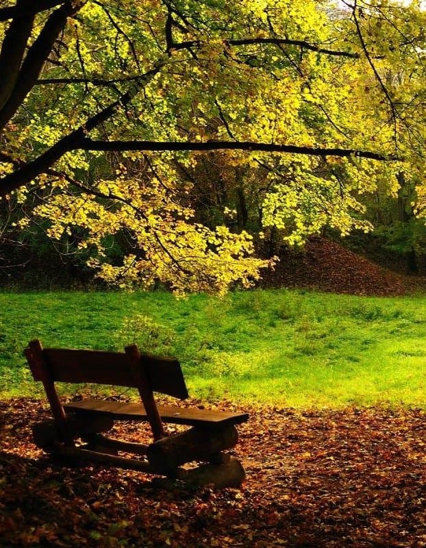 A wooden bench beneath an autumn tree