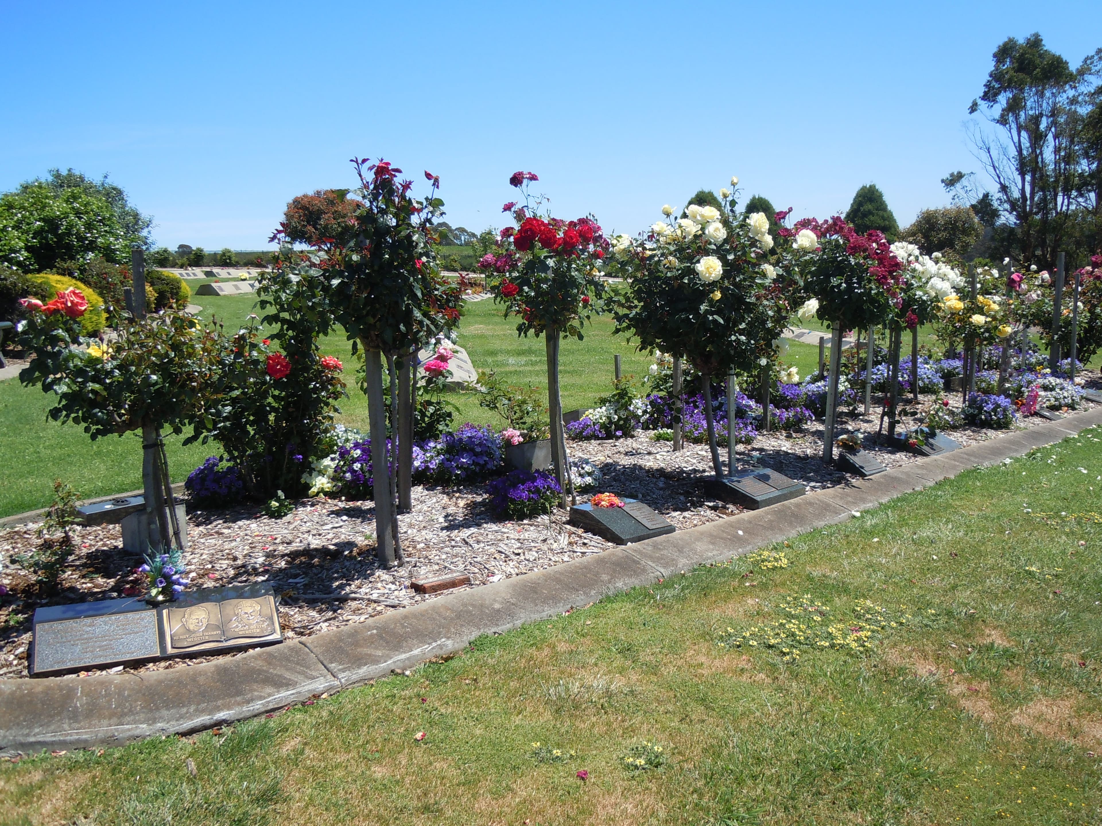 A row of standard roses with memorial plaques at their base in a rose garden