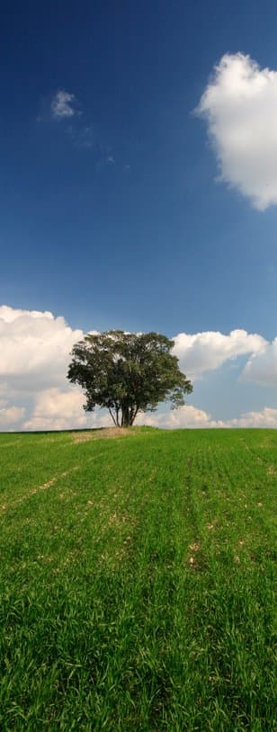 A single tree in an open paddock under a blue sky