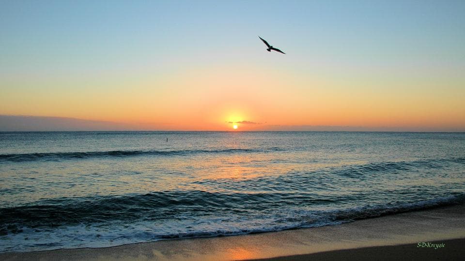 Ocean sunset with a bird flying over the waves