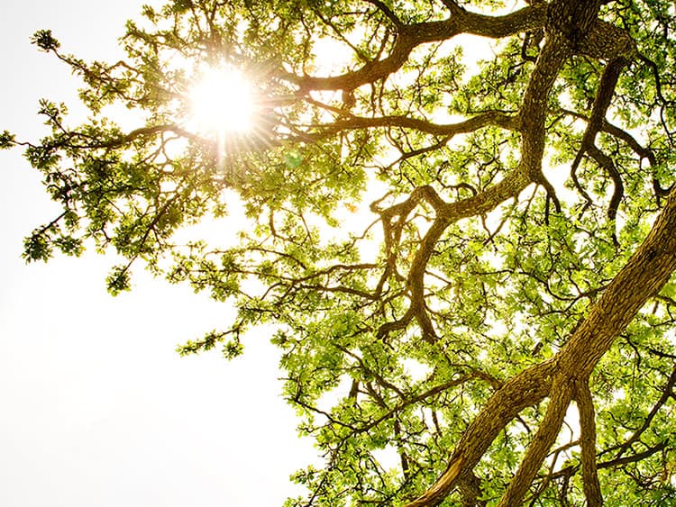 Sunlight shining through tree branches and leaves