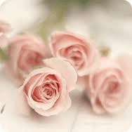 Pink roses